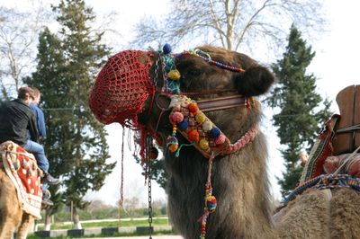 Decorated camel at a festival during a port visit overseas